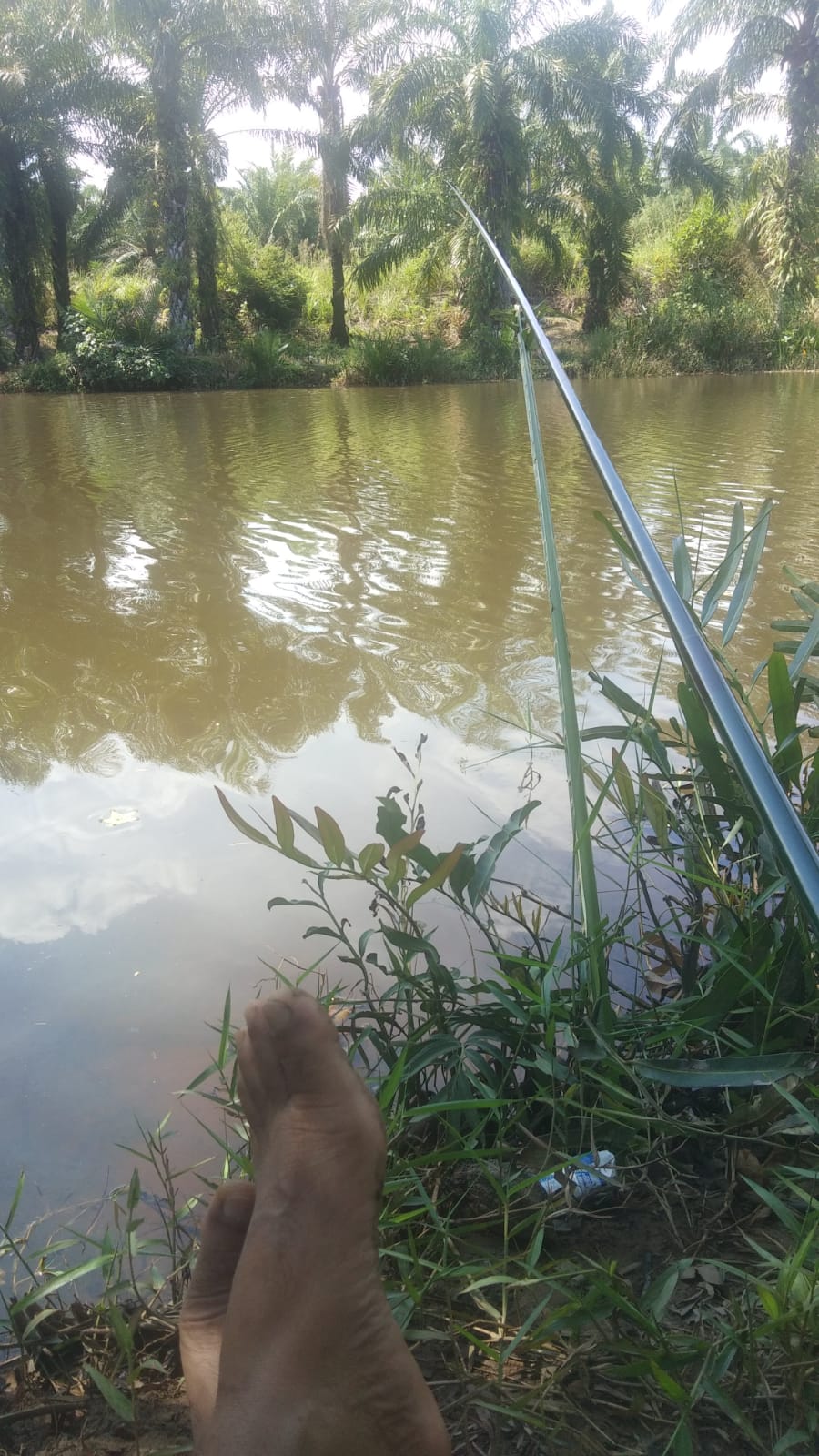 Ikan Belanak Sulit Ditaklukkan, Butuh Umpan Jitu dan Teknik Memancing